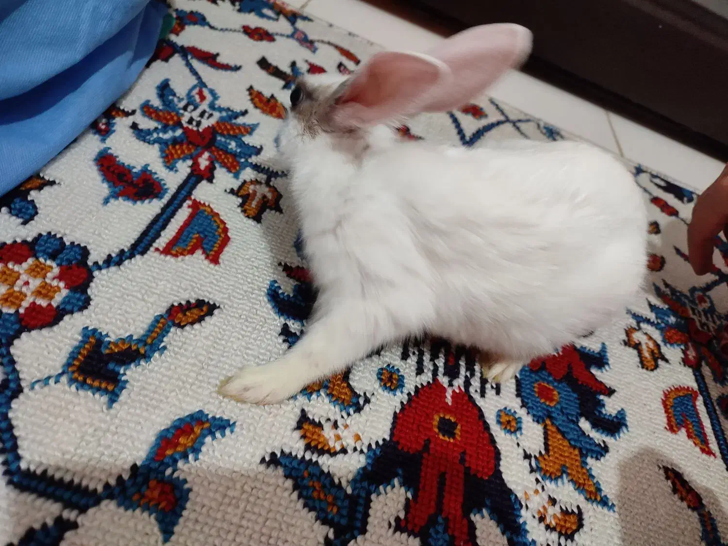 خرگوش مینیاتوری سفید|موش و خرگوش|کرمانشاه, |دیوار