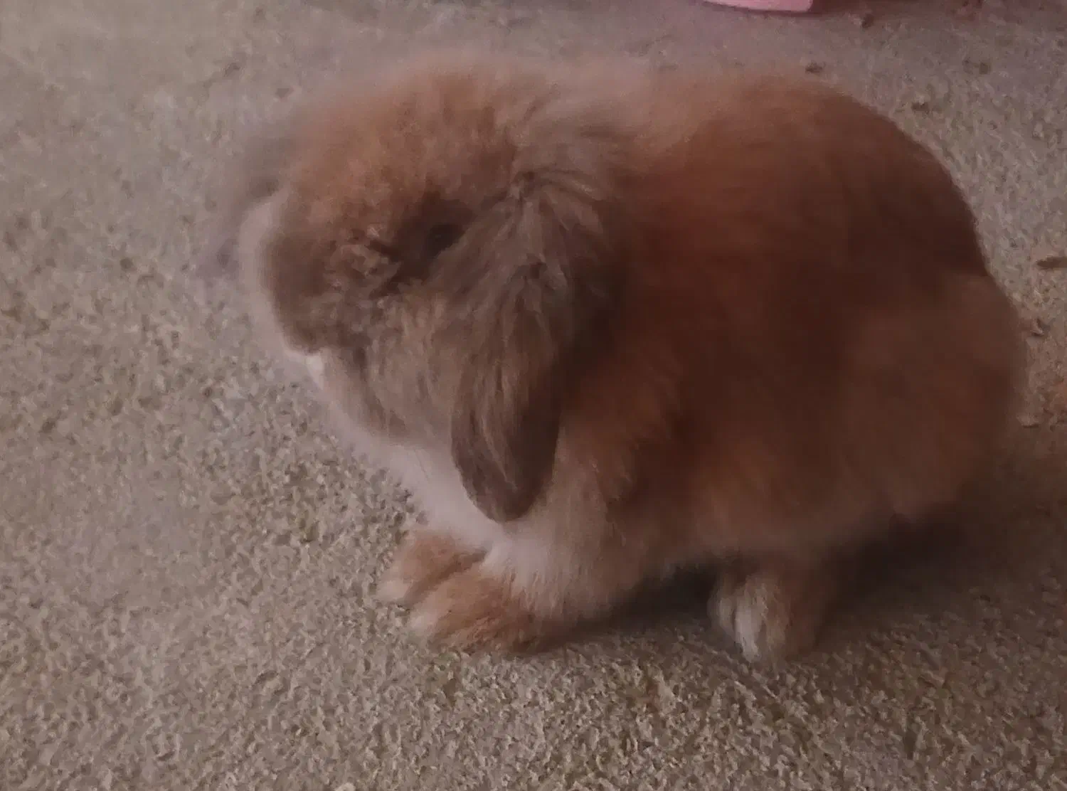 خرگوش لوپ|موش و خرگوش|ماهدشت, |دیوار