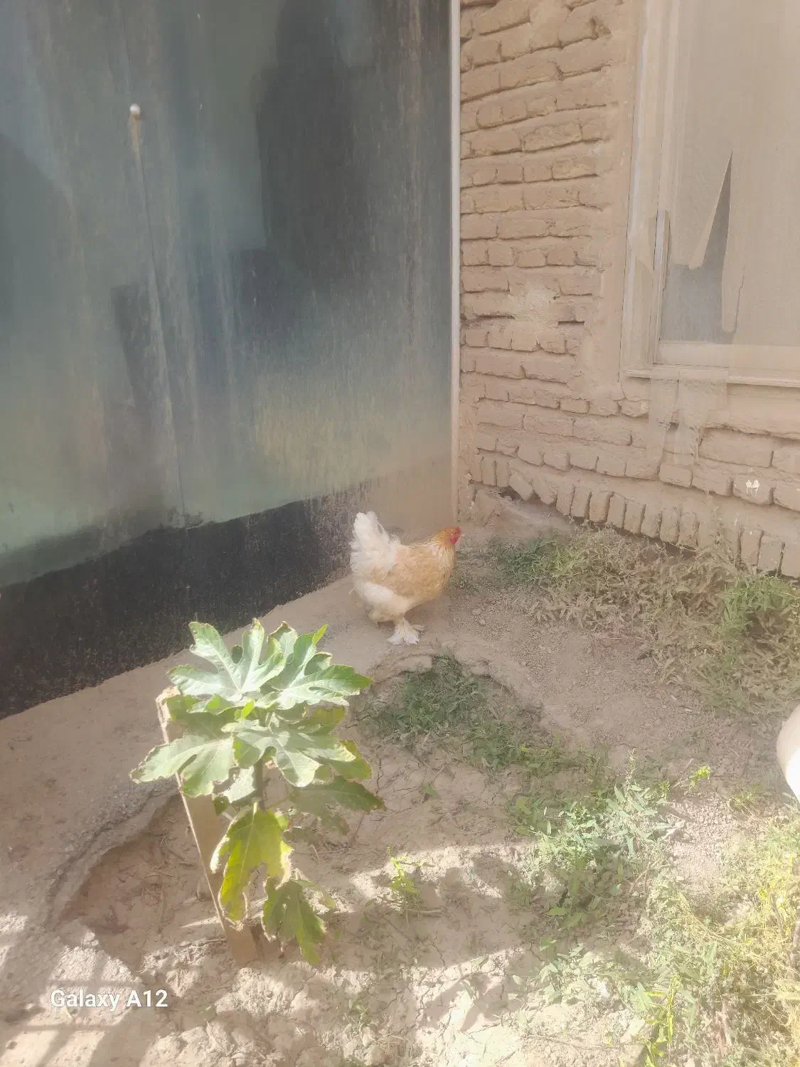 جفت برهما|حیوانات مزرعه|خواجه, |دیوار