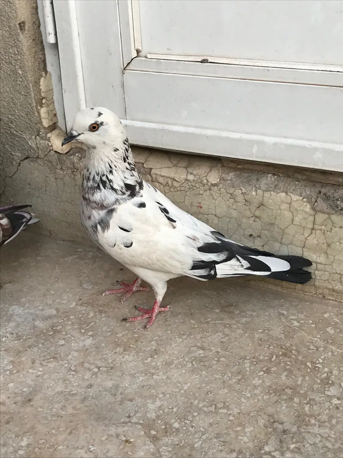 کفتر|پرنده|قم, سعادتی|دیوار