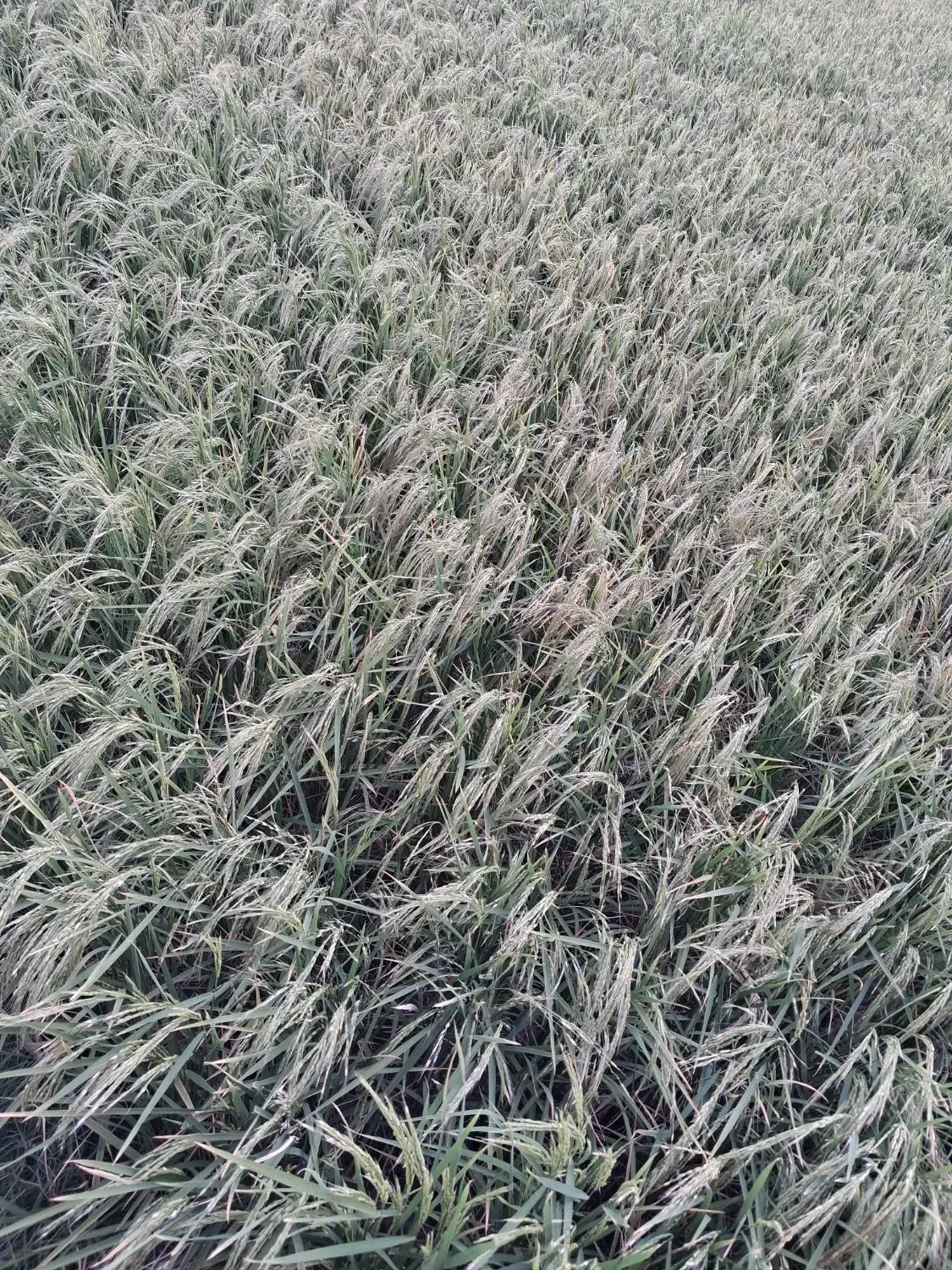 برنج محل اصل .کاظمی. موجود است .دو تن|عمدهفروشی|بروجرد, |دیوار