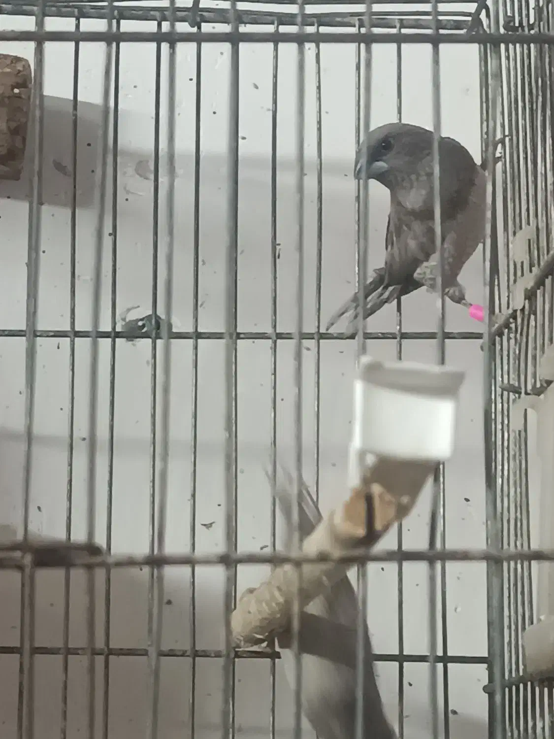 فنج بنگالی|پرنده|یزد, |دیوار