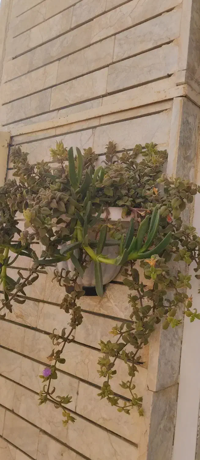 گل و گلدان|گل و گیاه طبیعی|تربتحیدریه, قائم|دیوار