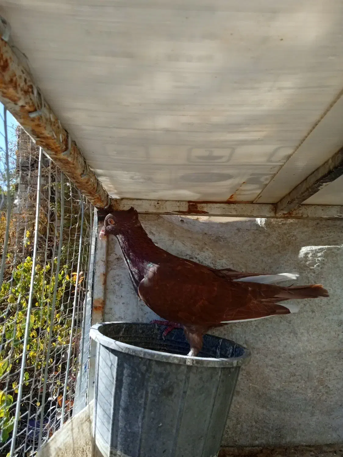 .سفید ماده تیزه کنار|پرنده|طرقبه, |دیوار