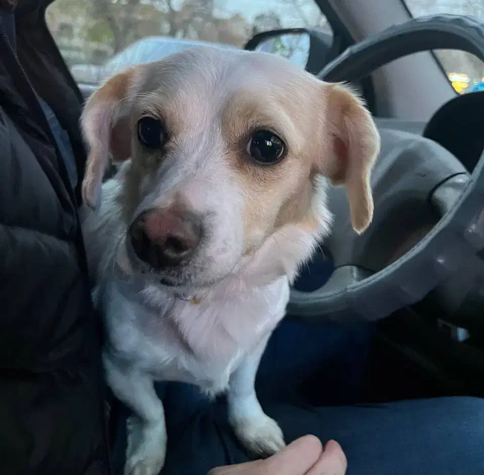 سگ گمشده / سگ پیدا شده|حیوانات|مشهد, حرم مطهر رضوی|دیوار