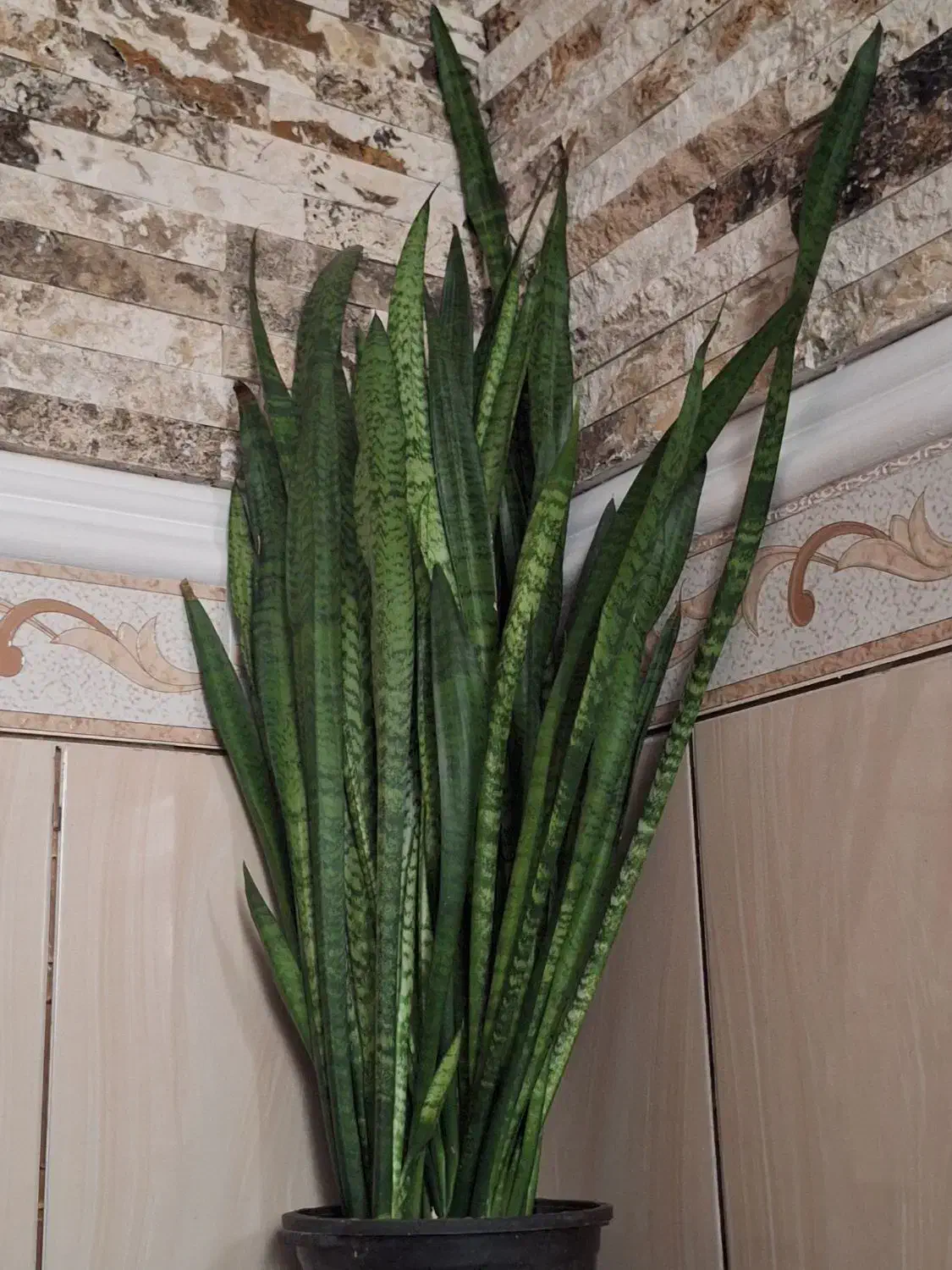 گل سانسوریا|گل و گیاه طبیعی|بندر کنگان, |دیوار