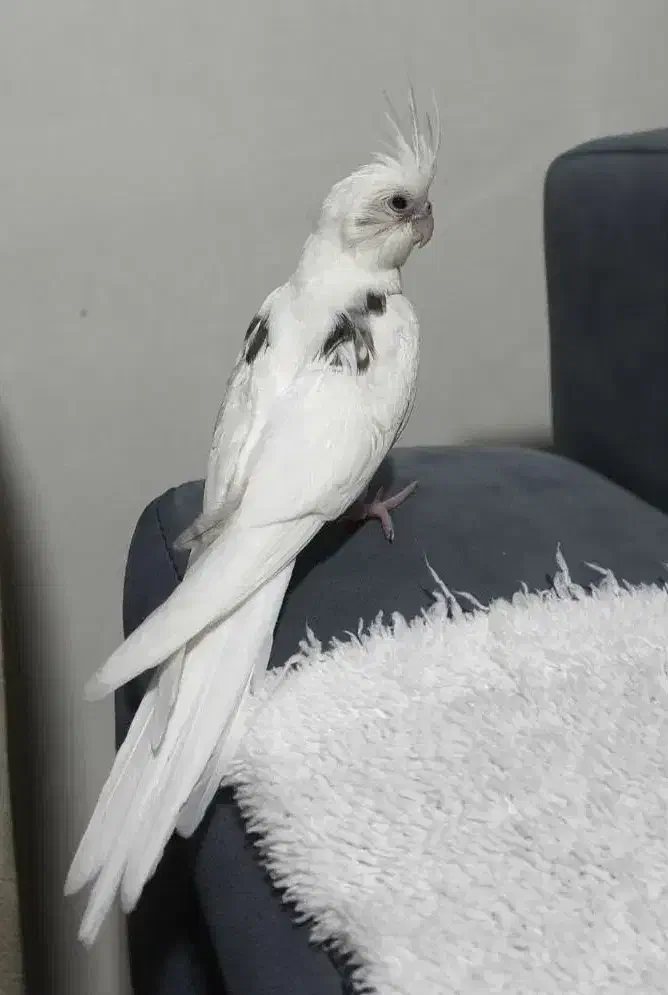 عروس هلندی گمشده|حیوانات|محمدشهر, ولدآباد|دیوار