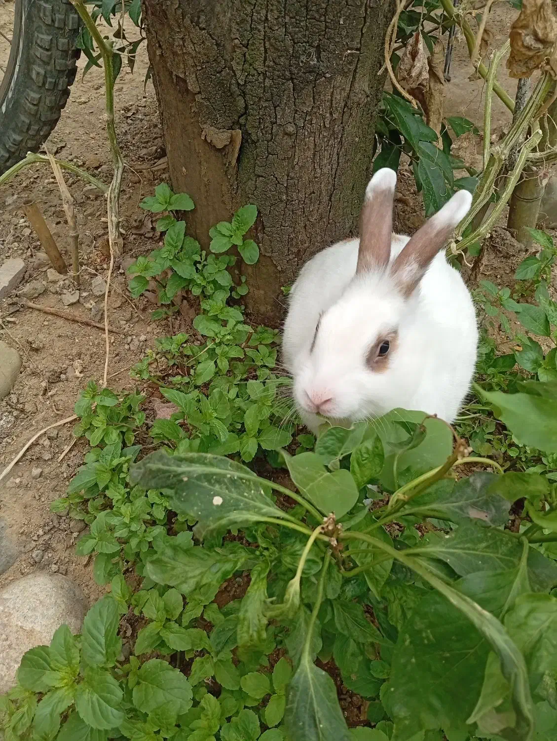 خرگوش نر|موش و خرگوش|کومله, |دیوار