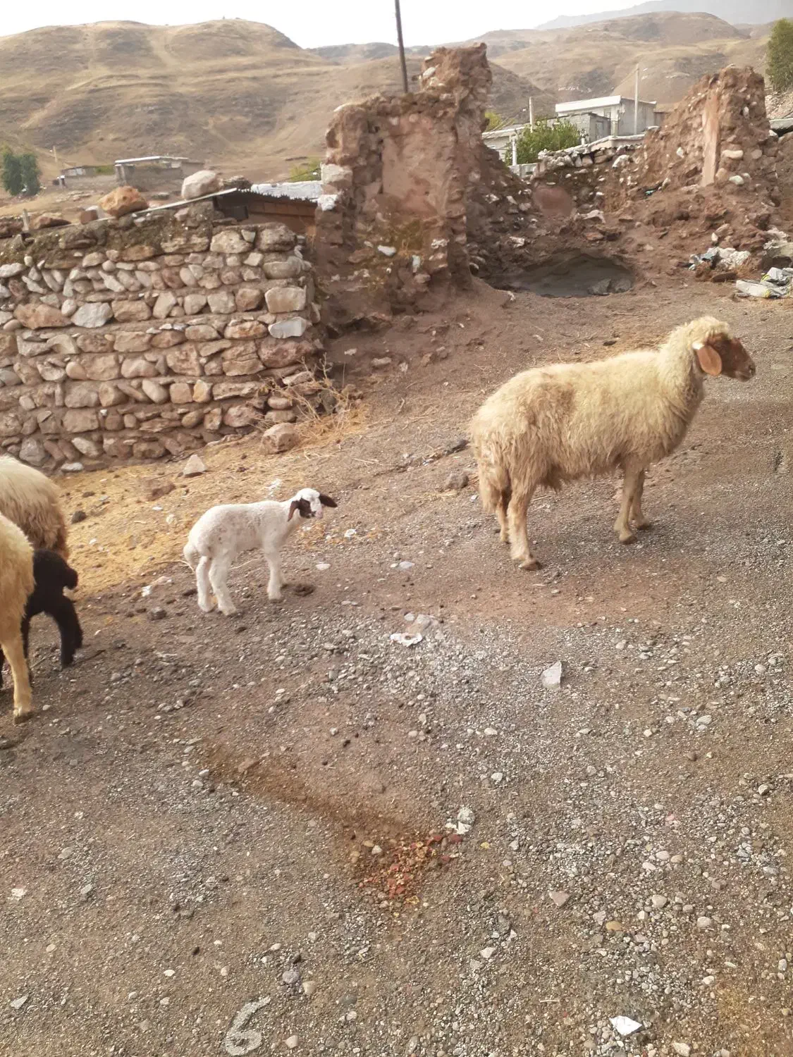 میش بره ۵عدد شک|حیوانات مزرعه|دره شهر, |دیوار