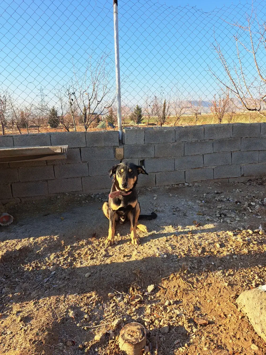 تعدادی سگ دوبرمن نر سرابی ماده وژرمن ماده|سگ|کرمانشاه, |دیوار