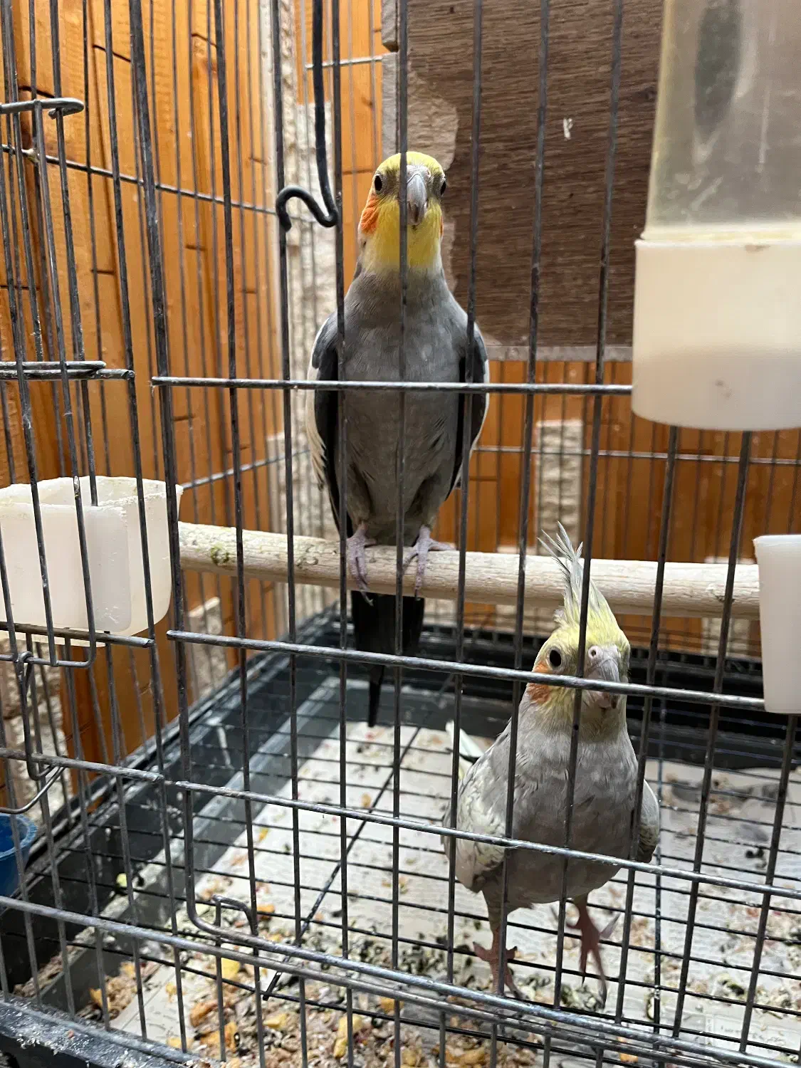 عروس|پرنده|زنجان, |دیوار