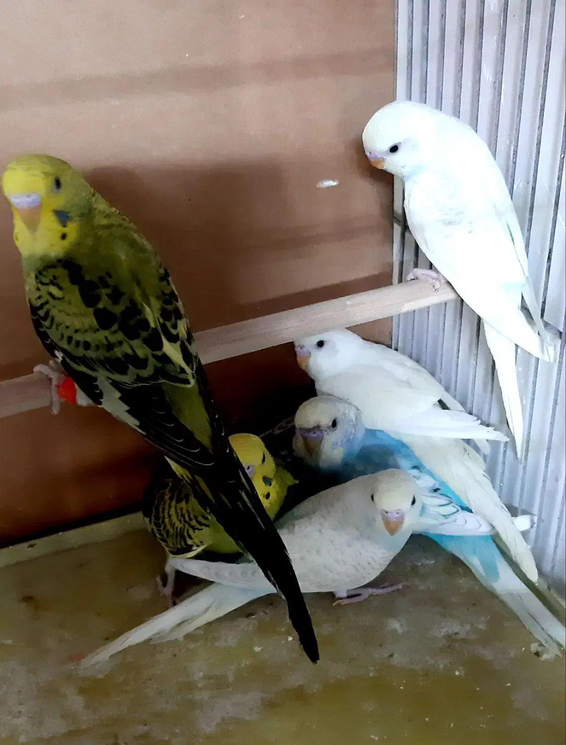 مرغ عشق کوتوله فنچ عروس نرگسی|پرنده|قم, نخودی|دیوار