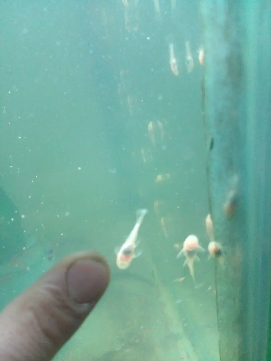 ماهی پلاتی لجن خار  میگوردچری حلزون کلیر|ماهی|ارومیه, |دیوار