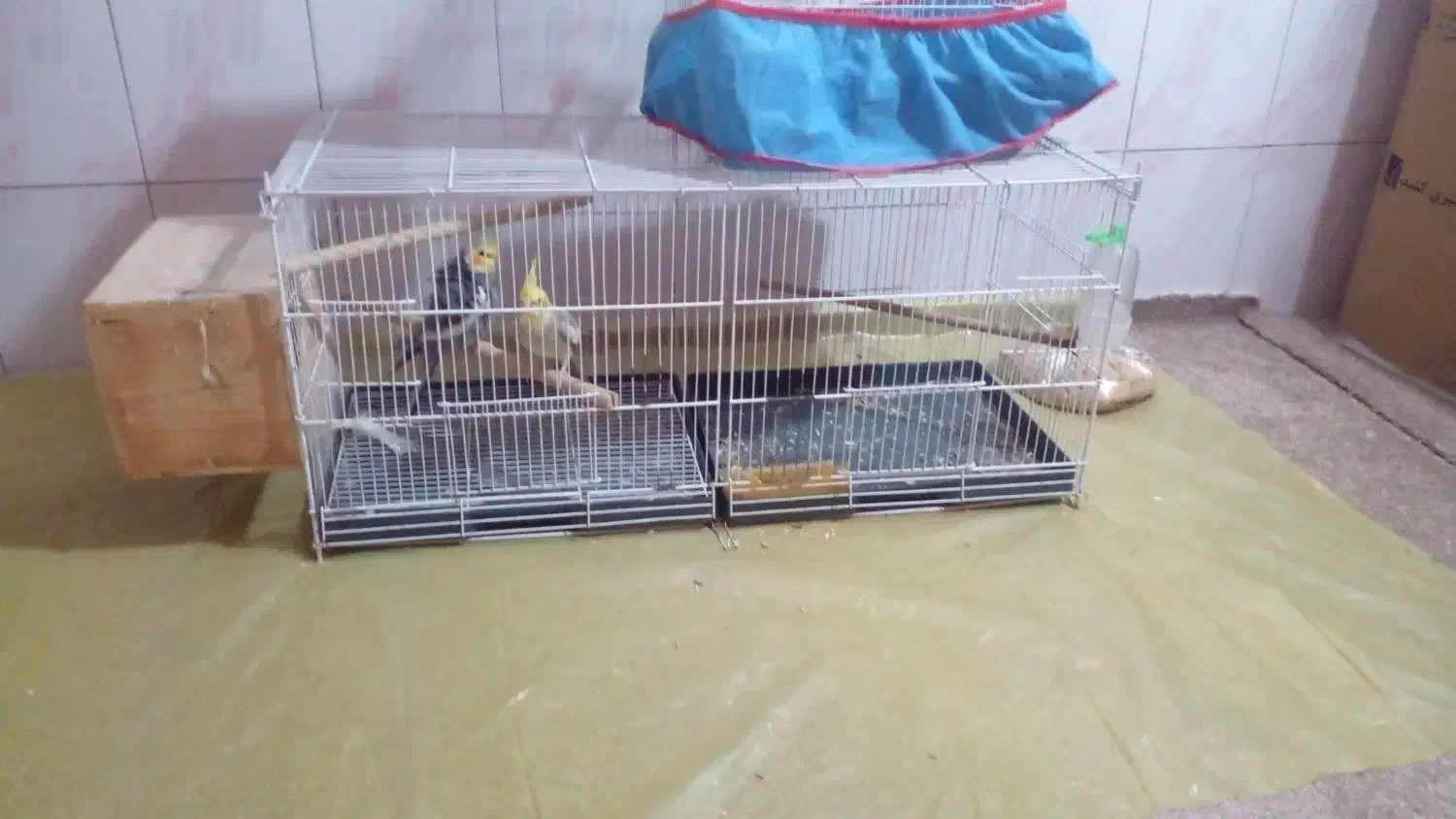 ۳عددعروس هلندی سرحال یکساله|پرنده|سیراف, |دیوار