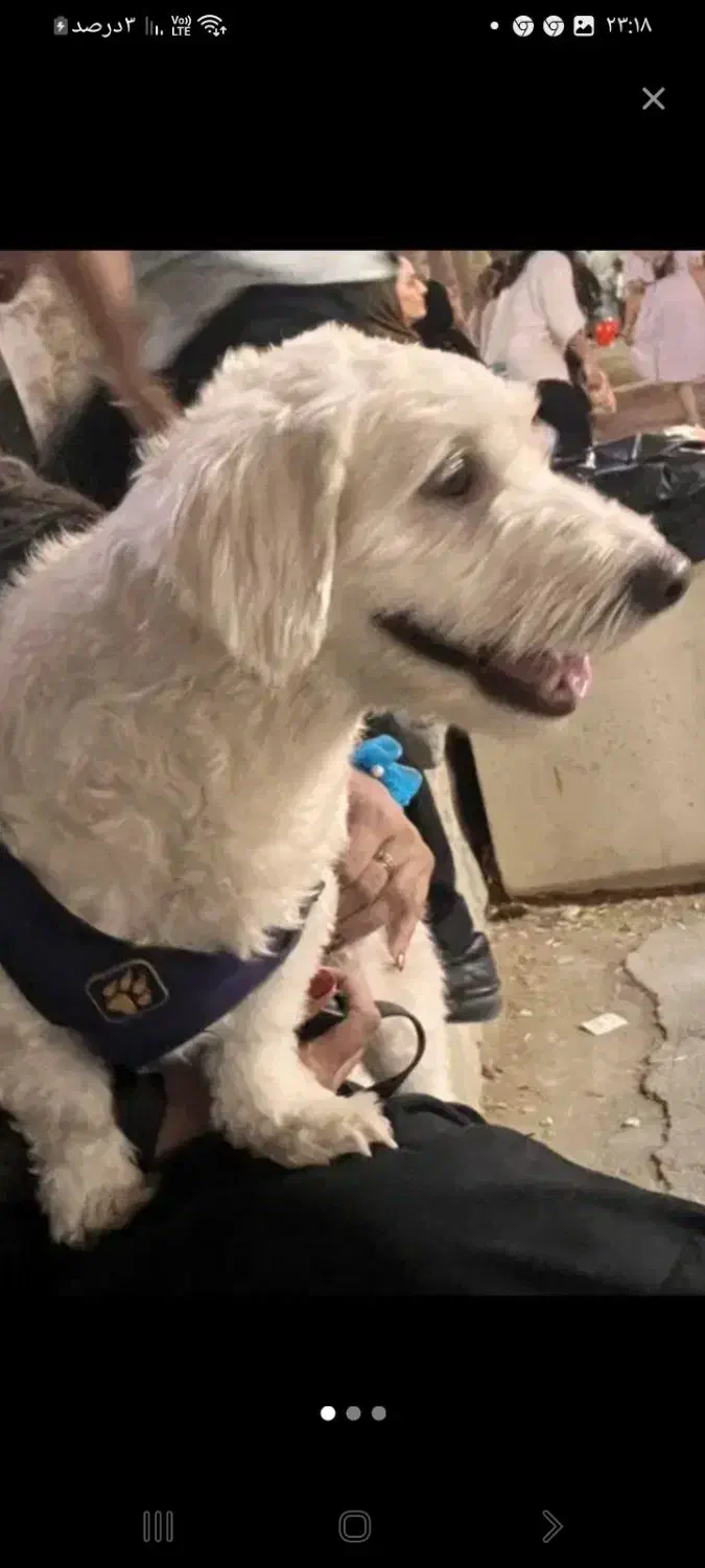 سگ گمشده مژدگانی بیست میلیون|حیوانات|تهران, آهنگ|دیوار