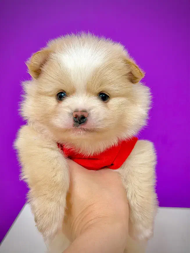 سگ‌پامرانین خرسی نر ۳ماهه مینیاتوری جیبی|سگ|تهران, نازی‌آباد|دیوار