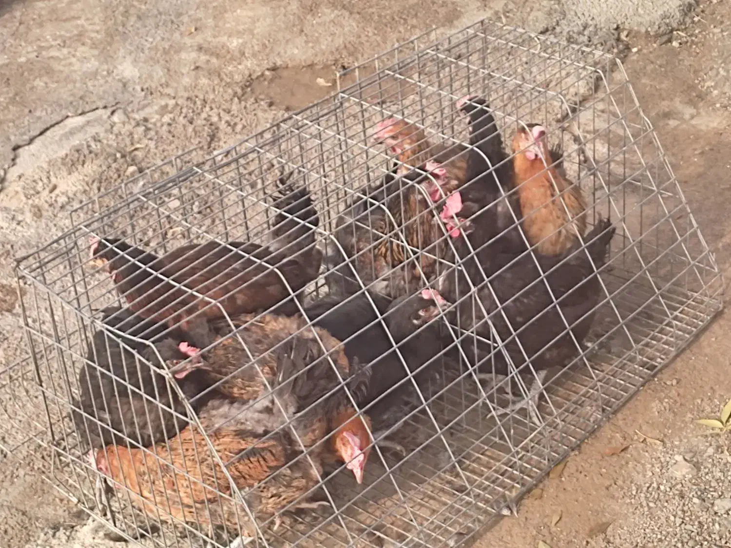 مرغ محلی(گوشت)|حیوانات مزرعه|مهاباد (آذربایجان غربی), |دیوار