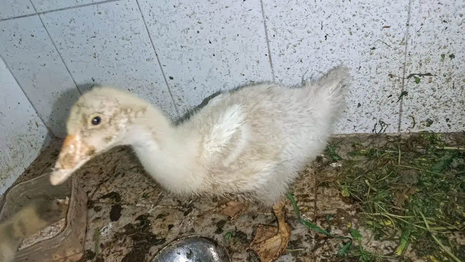 غاز|حیوانات مزرعه|مشهد, گلشور|دیوار