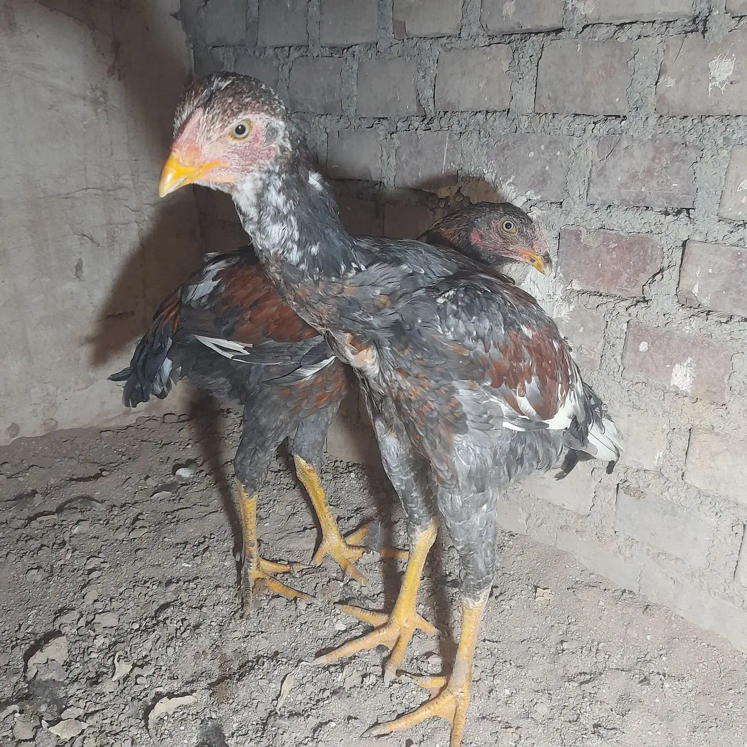 جوجه لاری هشت ماه|حیوانات مزرعه|بوکان, |دیوار