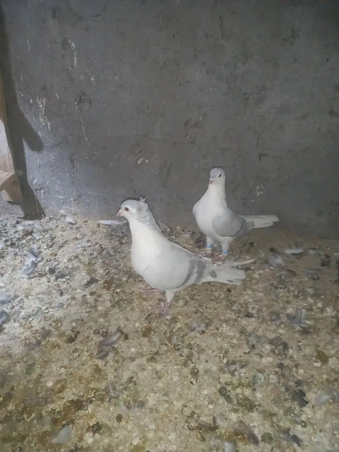 کبوتر عتیقه ساده آبی|پرنده|نصر آباد, |دیوار