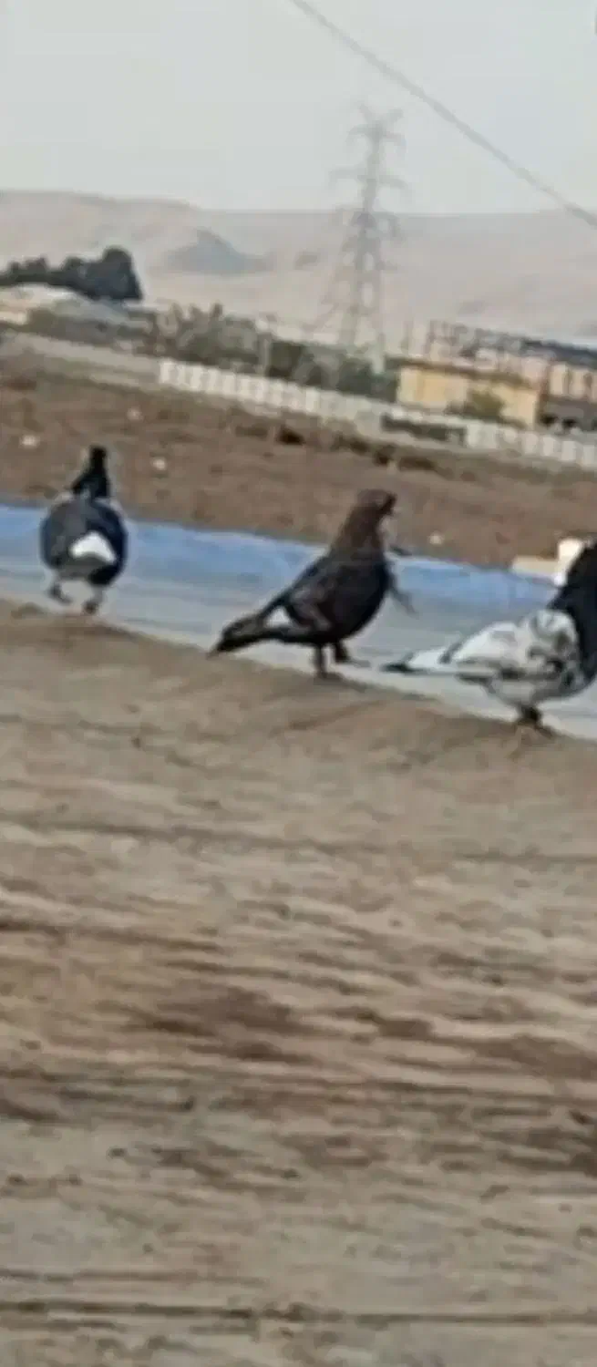 کبوتر موشی گمشده|حیوانات|قوچان, |دیوار