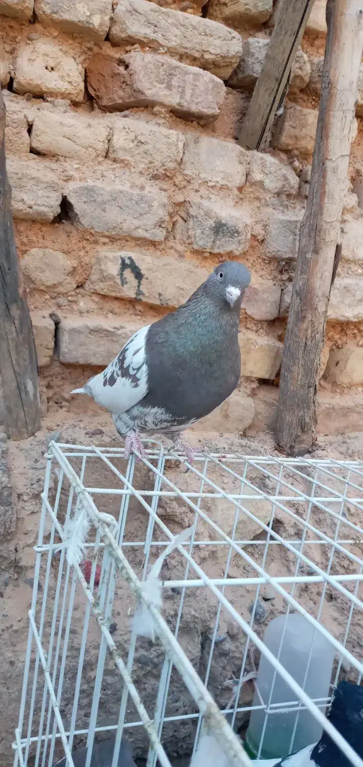 کبوتر کله سرکه ای|پرنده|مرودشت, ثبت احوال|دیوار