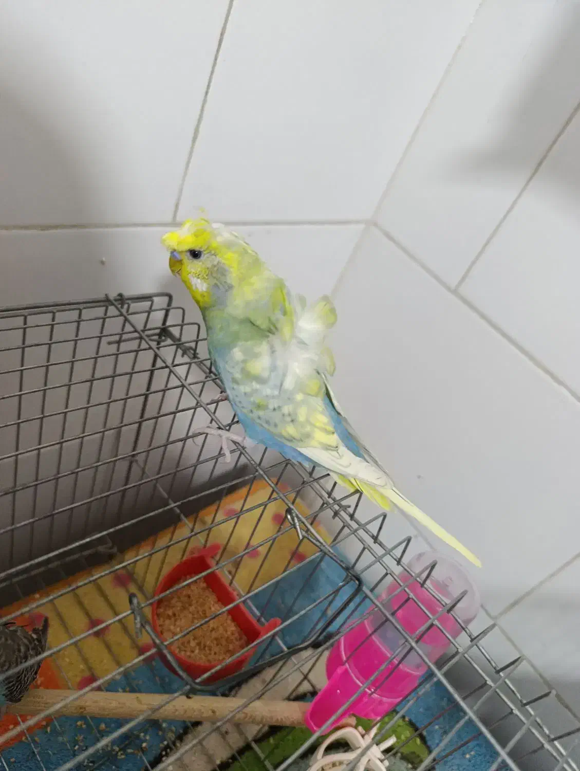 فروش مرغ عشق پروانه ای نر جوان|پرنده|برازجان, |دیوار