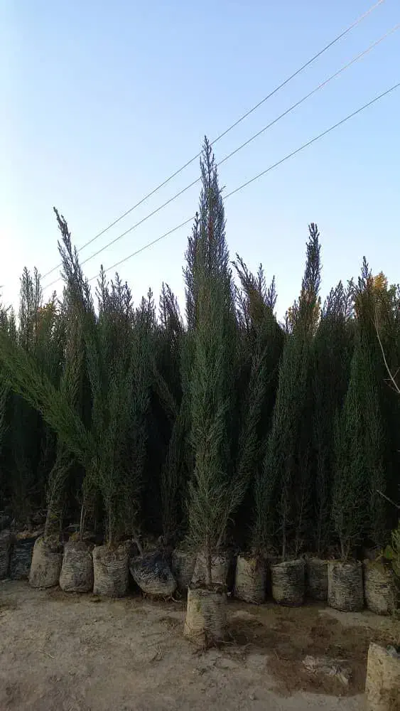 انواع نخل ونهال مرکبات|خدمات باغبانی و درختکاری|یزد, |دیوار