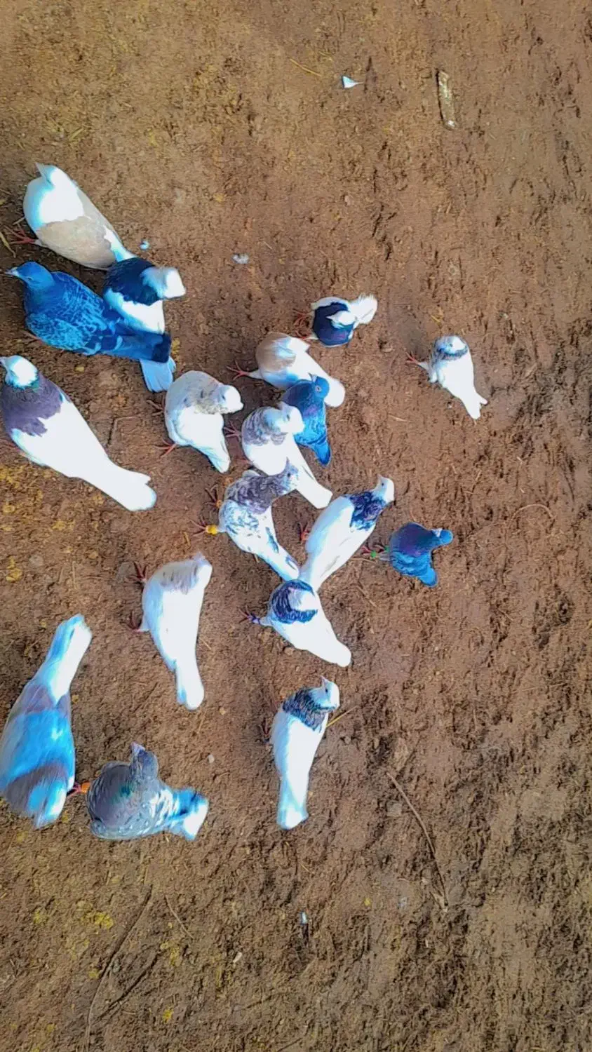 کبوتر جفت گاه|پرنده|میان جلگه, |دیوار