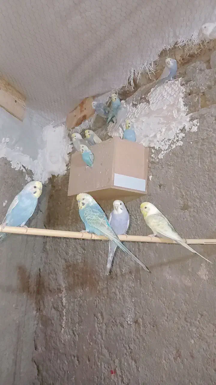 مرغ عشق رینبو|پرنده|علی‌آباد کتول, |دیوار