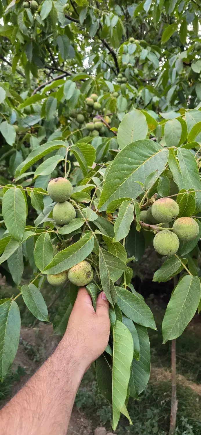 گردو بکار چند ساله برداشت کن|خدمات باغبانی و درختکاری|قزوین, |دیوار