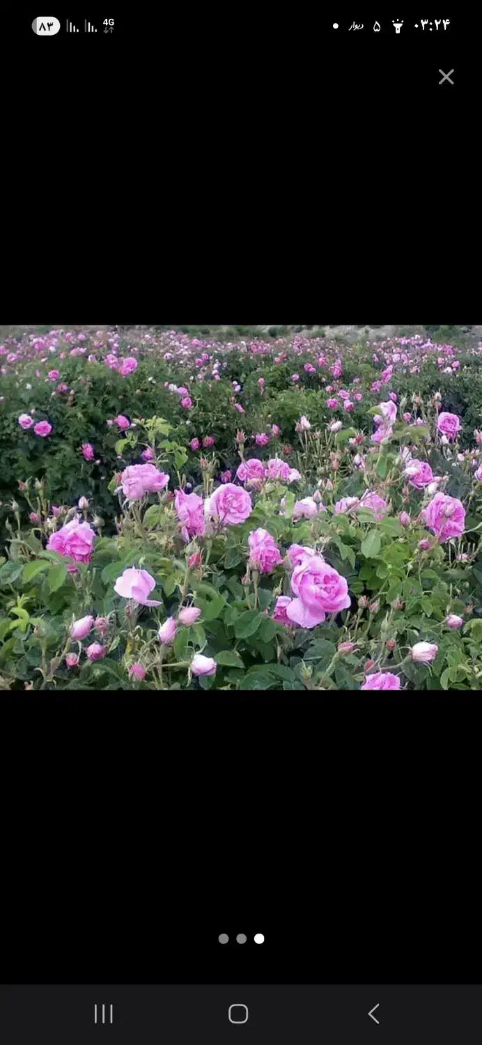 گل محمدی  عطری مخصوص گلاب قمصر کاشان به شرط|خدمات باغبانی و درختکاری|تهران, اتابک|دیوار
