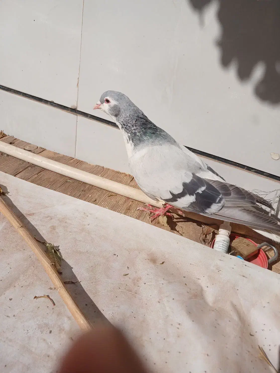 بدرنگ نر|پرنده|اقبالیه, |دیوار