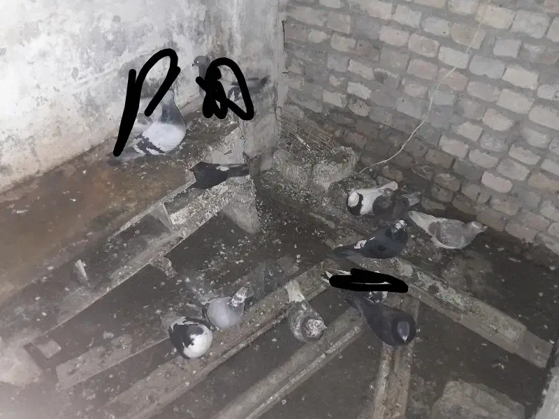 ده تا کبوتر|پرنده|شیروان (خراسان), |دیوار