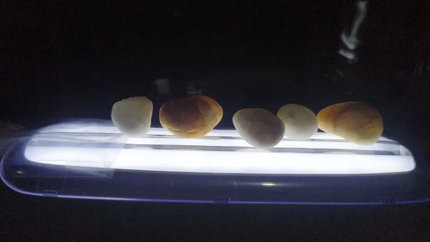 سنگ اوپال پنج عدد|جواهرات|گله دار, |دیوار