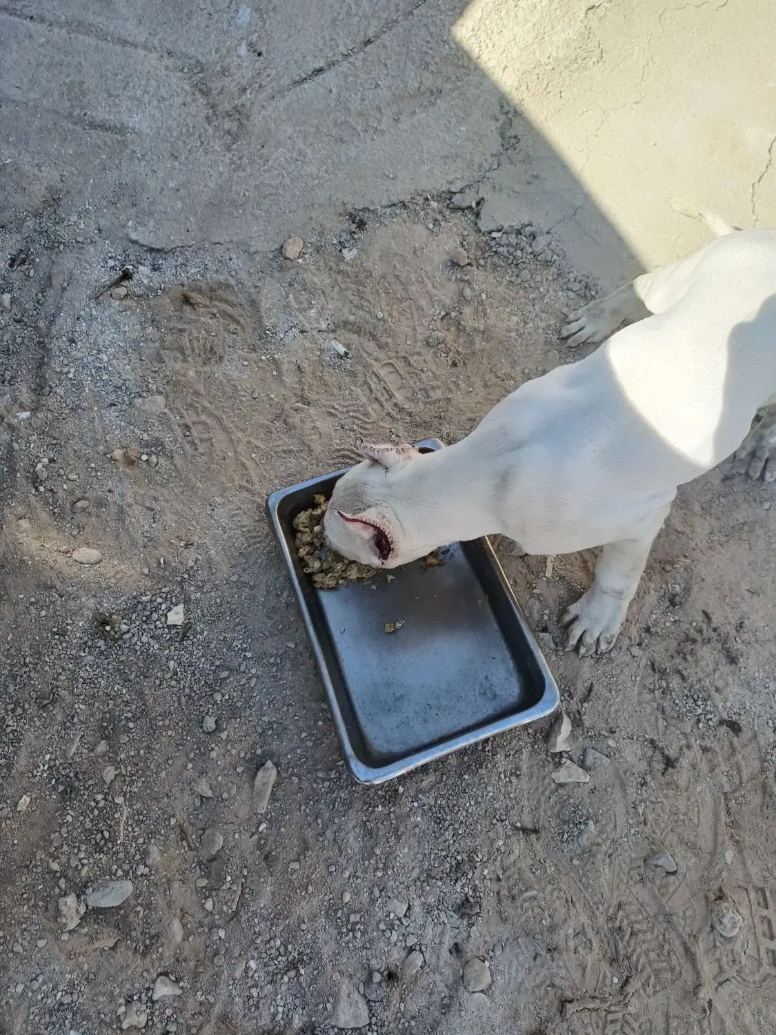 توله ۵ماهه رنگ سفید گوشاش عمل شده|سگ|شیراز, رحمتآباد|دیوار