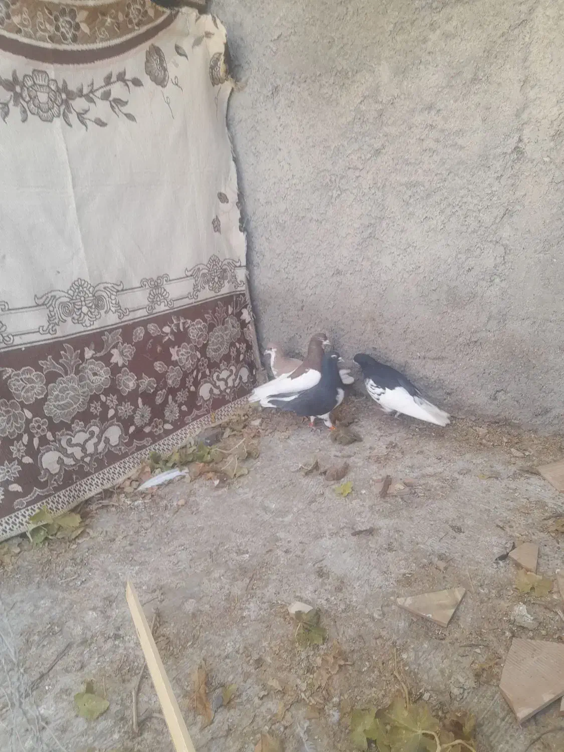 شهری|پرنده|خرامه, |دیوار