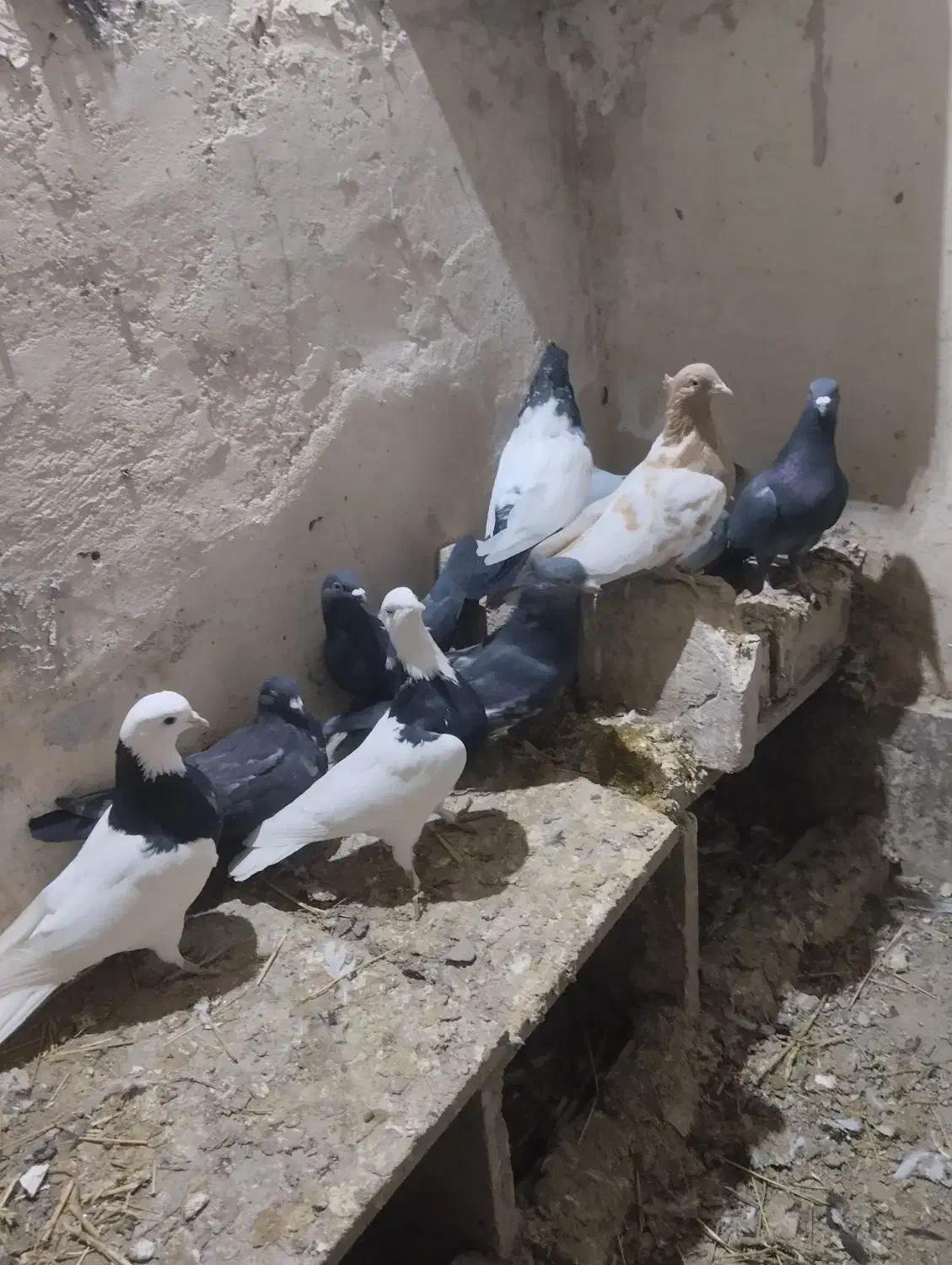 کبوتر|پرنده|تربتحیدریه, طالقانی|دیوار