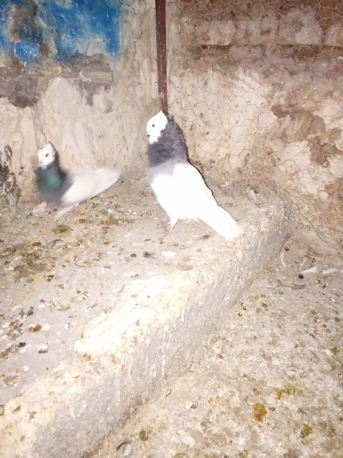طوق|پرنده|مرودشت, بیست متری بیمارستان|دیوار