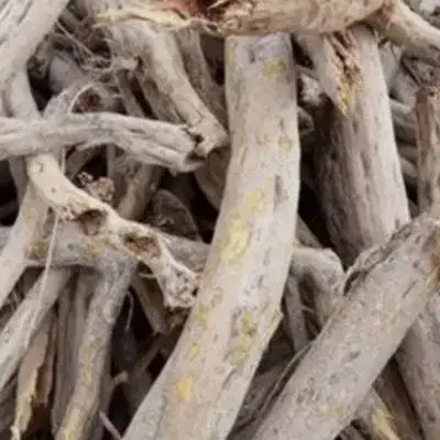 خریده چوب طاق مزایده شما|خدمات باغبانی و درختکاری|تهران, جمال‌زاده|دیوار