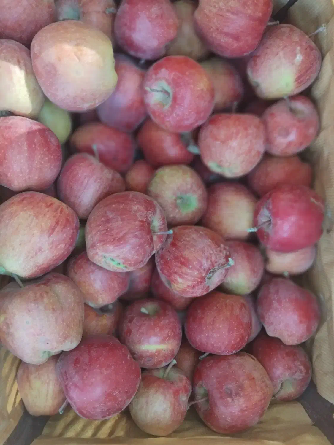 سیب مراغه|عمدهفروشی|سراجو, |دیوار