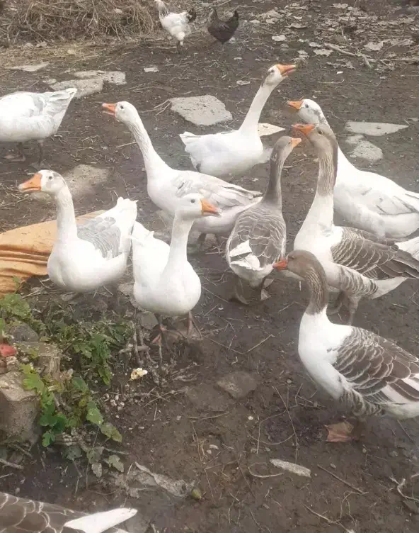 غاز|حیوانات مزرعه|اسالم, |دیوار