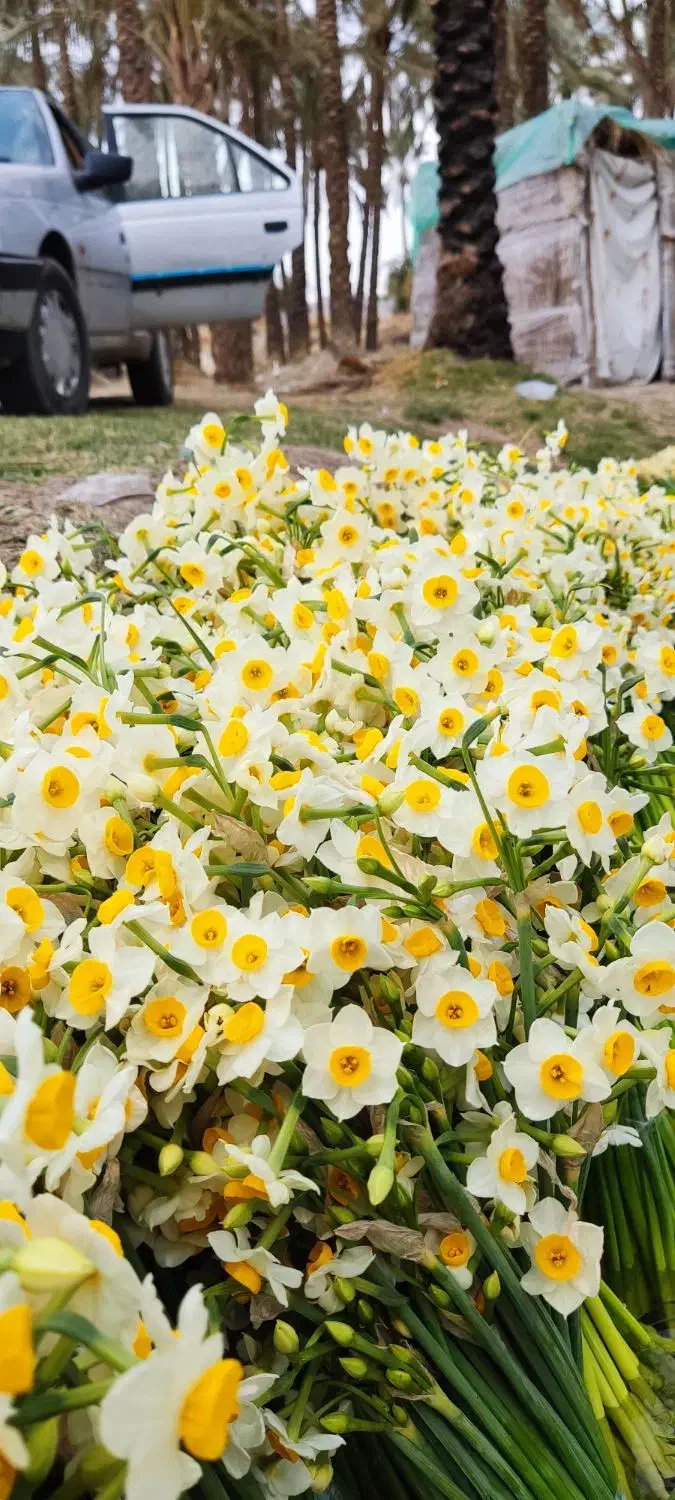 پخش عمده روزانه گل نرگس|گل و گیاه طبیعی|جره و بالاده, |دیوار