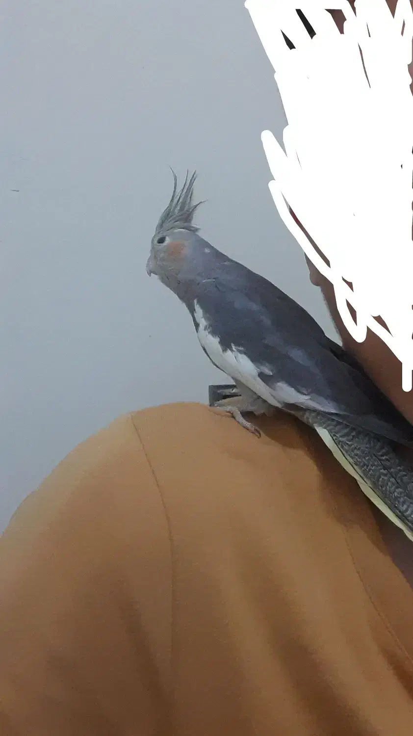 یک عدد عروس هلندی ۶ ماهه سینامون رام و چلوندی|پرنده|تهران, افسریه شمالی|دیوار