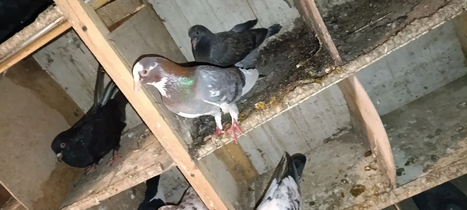 کبوتر|پرنده|بابلسر, |دیوار