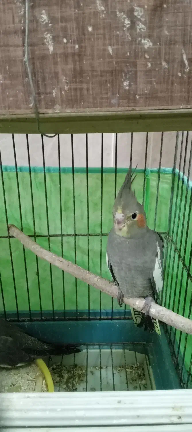 ۴عدد جوجه عروس تازه دون خور|پرنده|کاشان, آیت الله سعیدی|دیوار