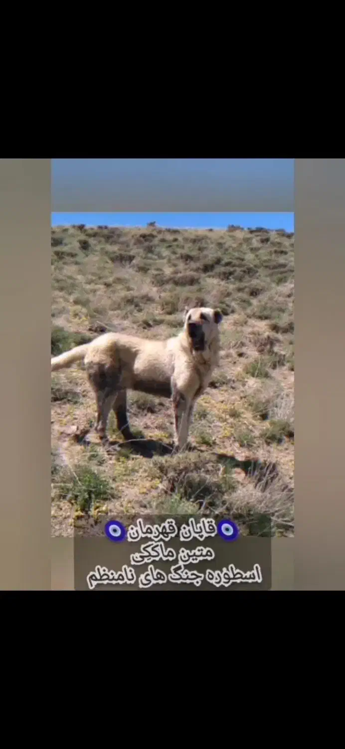 سرابی نر اصیل از نوه بزسر خاب|سگ|مشهد, میان ولایت|دیوار