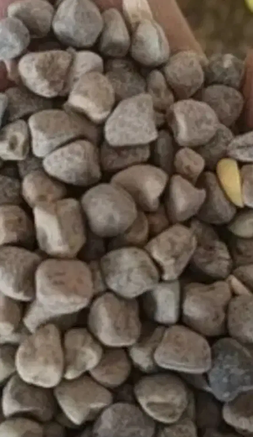 گرگرو|خوردنی و آشامیدنی|کوهدشت, |دیوار