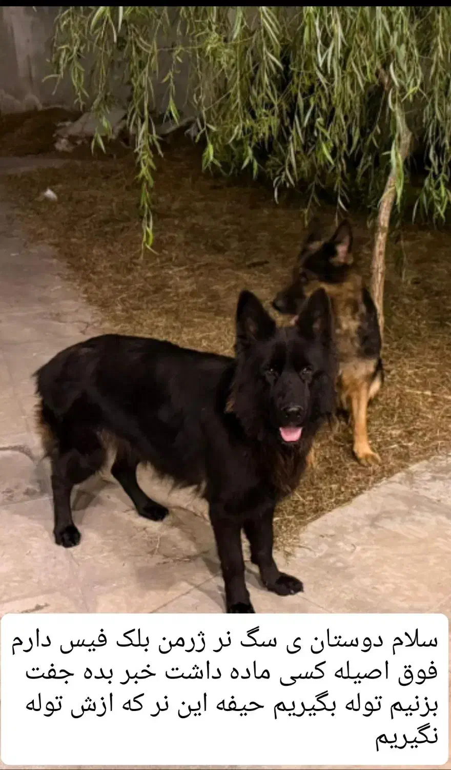 ژرمن بلک فیس|سگ|بهبهان, |دیوار