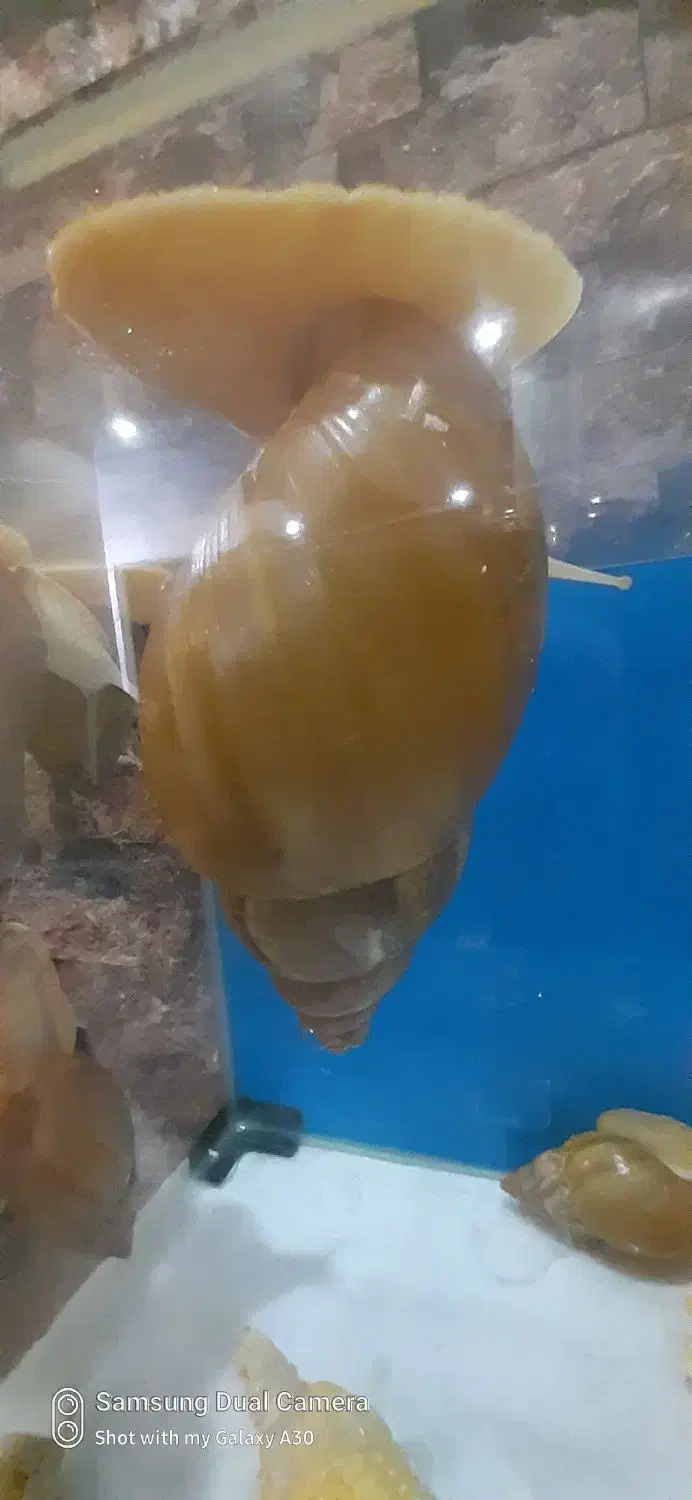 ۷ عدد حلزون اچاتینا بالغ مولد|خزنده|تهران, آذربایجان|دیوار